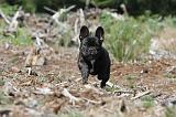 BOULEDOGUE FRANCAIS 033